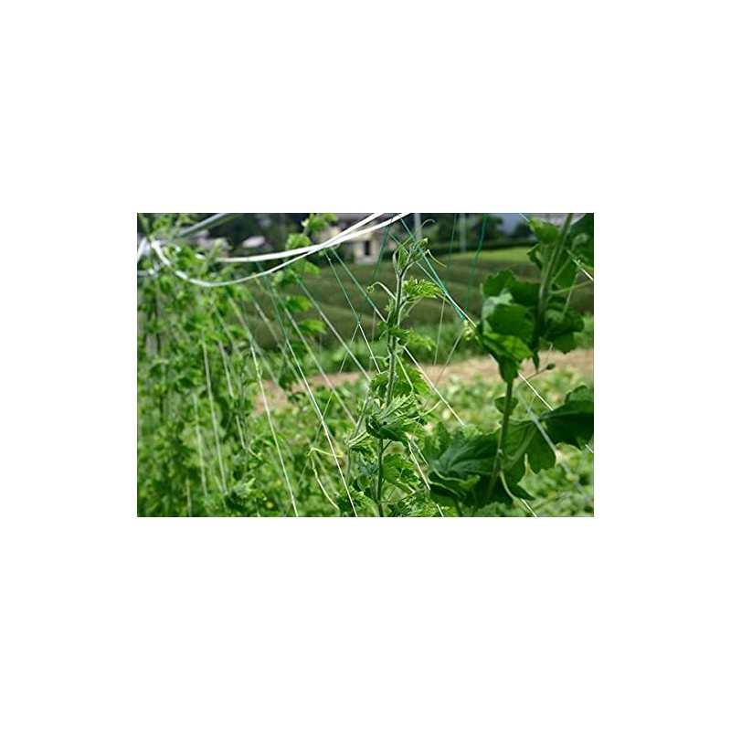 Dio Kasei Cucumber Net, 7.1 inches (18 cm), 1.6 x