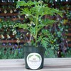Citronella Plant, Mosquito Plant, Thriving Inside a 4” Nursery Pot