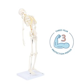 Mini Human Flexible Skeleton Model with Stand, 34" Tall Skeleton Includes Flexible Spine and Removable Arms and Legs, a Stand and Base for Display and Demonstration, Made by Axis Scientific