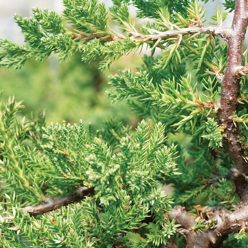 Brussel's Bonsai DT7079GMJ, Green Outdoor Bonsai Tree, Mound Juniper, MEDIUM