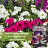 Sow Right Seeds Sow Right Seeds - Dwarf Mixed Petunia