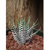 Haworthia Attenuata-Wide Zebra-Super White Zebra