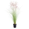 2.5 Quart - Maiden Grass Miscanthus