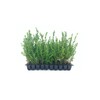 Ilex Compacta Crenata Japanese Holly | 20 Live Plants |