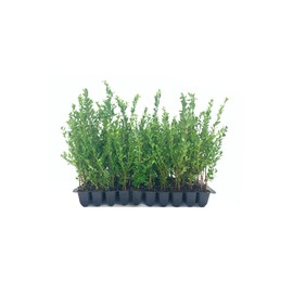 Ilex Compacta Crenata Japanese Holly | 20 Live Plants | Low Maintenance Evergreen Foundation Shrub