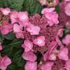 1 Gal. Endless Summer Pop Star Hydrangea Shrub