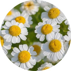 Living Libations Feverfew Essential Oil, 30ml