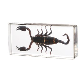 Taxidermy Scorpion, Real Scorpion Specimens Animal Specimen in Resin for Science Classroom Science Education, Great Gift for Fans of Taxidermy, Animal Skull, Oddities, Biology (5.5x2.5x1 Inch)
