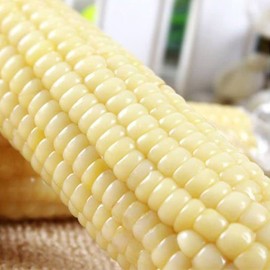 Portal Cool 50 Sweet White Sticky Corn Seed Maize Fruit Vegetable Thai Seeds of Sweet Corn.