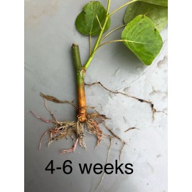 Unbranded hybrid poplar cuttings, hybrid willow cuttings, fast growing tree - Hybrid Poplar NM6 (100)