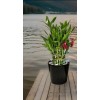 Lucky Bamboo 10 LUCKY BAMBOO PLANTS 4" Free Butterfly Stake,