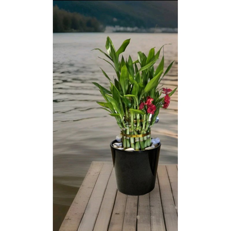 Lucky Bamboo 10 LUCKY BAMBOO PLANTS 4" Free Butterfly Stake,