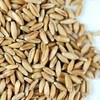 Organic Triticale Seeds- 30 Lbs- Triticale Grain Seed: Sprouting Sprouts,
