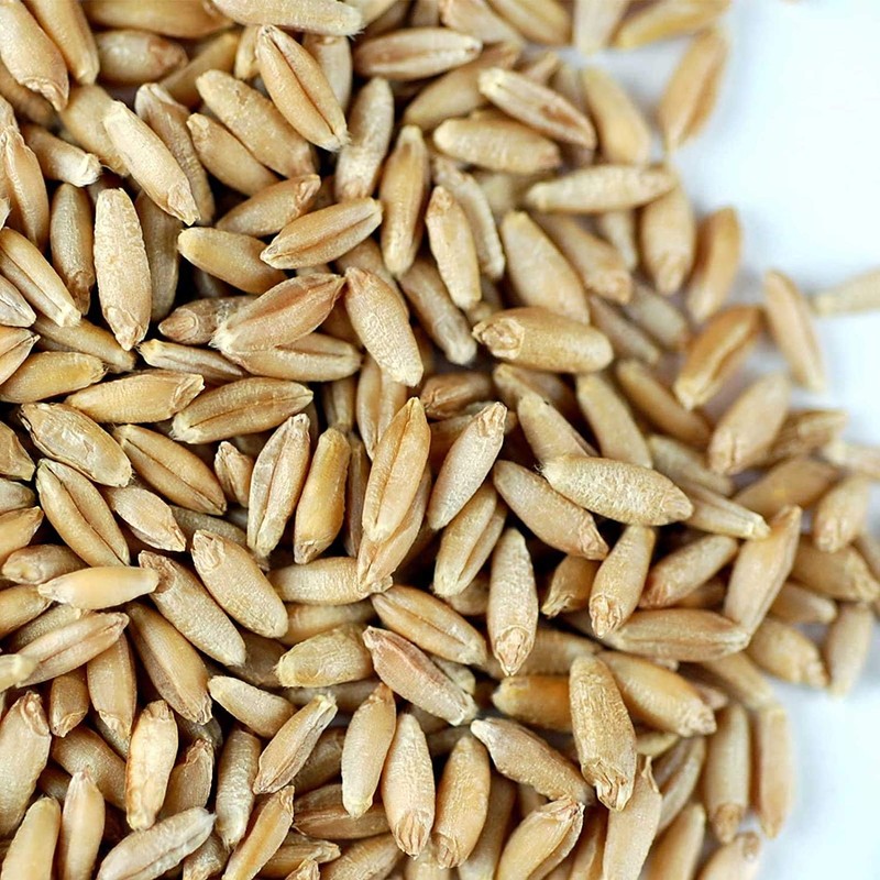 Organic Triticale Seeds- 30 Lbs- Triticale Grain Seed: Sprouting Sprouts,