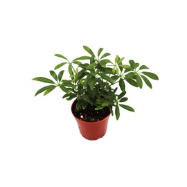 Schefflera Arboricola Umbrella Tree - 4" from California Tropicals