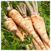 Everwilde Farms - 1/4 Lb Hamburg Rooted Parsley Seeds -