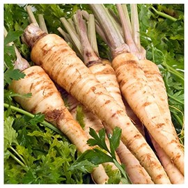 Everwilde Farms - 1/4 Lb Hamburg Rooted Parsley Seeds - Gold Vault