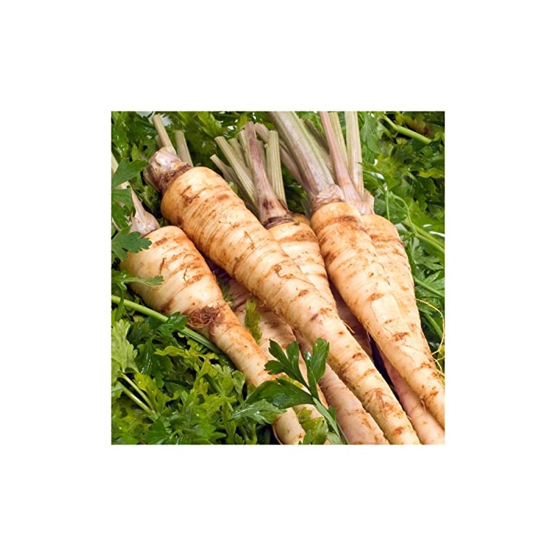 Everwilde Farms - 1/4 Lb Hamburg Rooted Parsley Seeds -