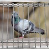 fpigeon Pigeon Bird Cage Door Coop Birds House Loft Entrance