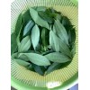 Homemade 200 Fresh Cinnamon Leaves 100% organic High Premium Quality,