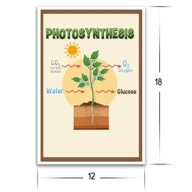 Photosynthesis Process Poster - Science Biology Anatomy Educational Poster - 12 x 18 Inch Premium Gloss Poster - For Classrooms Dorms And Home Decor - Made in USA - FHJP0526