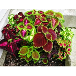 22Day Seeds: Seeds Coleus Variety Mix/Annual Flowers