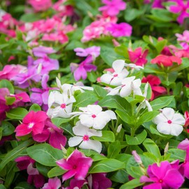Vinca Seeds - Tall Mix - 1 Ounce - Mixed Flower Seeds, Heirloom Seed, Open Pollinated Seed Attracts Bees, Attracts Butterflies, Attracts Hummingbirds, Attracts Pollinators, Easy to Grow & Maintain