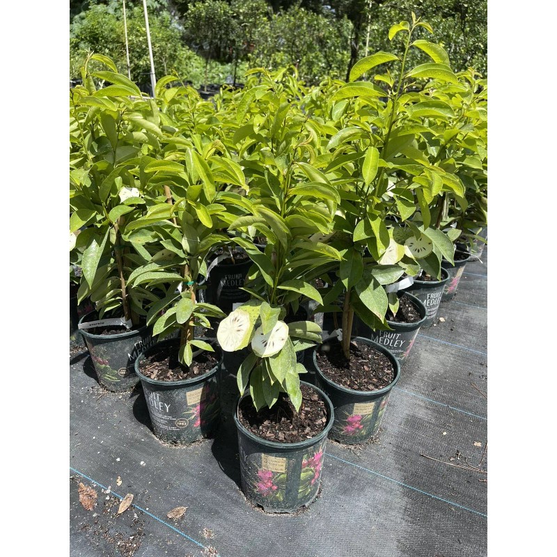 Tree SOURSOP TREE (Guanabana) Cây Mãng Cầu Xiêm. 2+ Feet