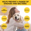 Yeast Infection in Dogs, Relieves Itchy Dog Skin, Anti-Allergy, Acid