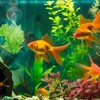 6 Pack Aquarium Suction Cups with Clips - Fish Tank
