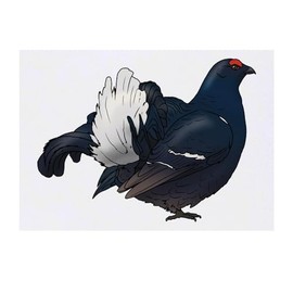 'Lek Black Grouse' Temporary Tattoo - Water Resistant, Skin-Safe, Non-Toxic Transfer (TO00072263)