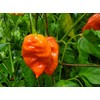 JD Piranha Pepper Seeds