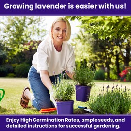 NatureZ Edge NatureZ Edge 3000 English Lavender Seeds for Planting Outdoors or Indoors, 90% Germination, to Give You The Lavender Plant You Need, Non-GMO, Heirloom Herb Seeds (2 Pack)