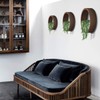 VEVLU 3 Pack Set Wall Planters,Modern Round Glass Wall Planter