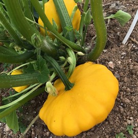 TomorrowSeeds - Sunburst Yellow Patty Pan Seeds - 20+ Count Packet - for 2024 Bush Scallop Squash Summer Golden Patisson Patison Lemon