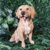 Vivid Arts - Golden Retriever - XRL-GR03-D