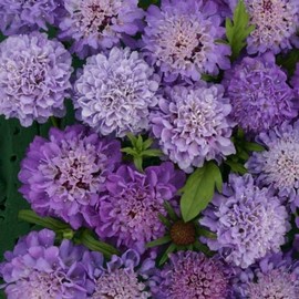 Outsidepride Scabiosa Blue Beau Pincushion Garden Cut Flower Mix for Arrangements, Drying, & Pressing - 50 Seeds