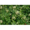 Greenwood Nursery: Live Ground-Cover Plants - Pachysandra Terminalis + Japanese