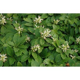 Greenwood Nursery: Live Ground-Cover Plants - Pachysandra Terminalis + Japanese Spurge - [Qty: 100 Bare Roots] - (Click for Other Available Plants/Quantities)