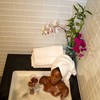 Mosobam Luxury Turkish 6pc Mixed Bath Bundle 2 Sizes for