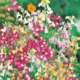 Little Seed store 2001+DWARF SNAPDRAGON Mix Flower Seeds Toadflax Wildflower Garden Container Easy