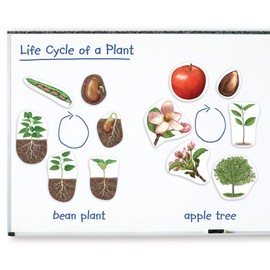 Learning Resources Giant Magnetic Plant Life Cycle,Multi-color,7 in L X 9 in H