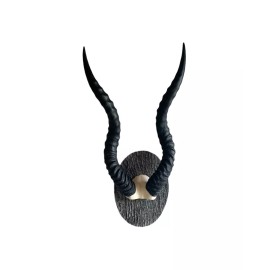 Blackbuck horns on panel replica Taxidermy skulls horns skulls