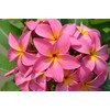 Hawaiian Rare Plumeria Frangipani Plant Planta Cuttings Red, White, Yellow,