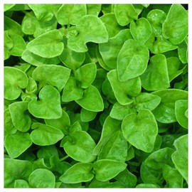 Everwilde Farms - 1/4 Lb Organic Watercress Herb Seeds - Gold Vault