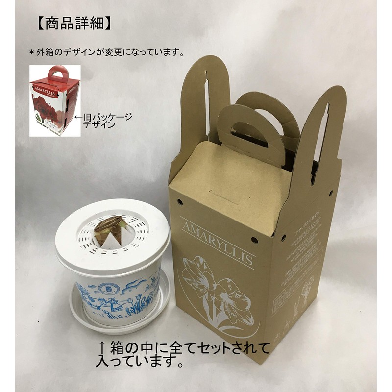 Pot Amaryllis "Crown" (Amaryllis Bulb Cultivation Set)