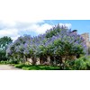 Chaste Tree | 3 Live Seedlings | Texas Lilac Shoal