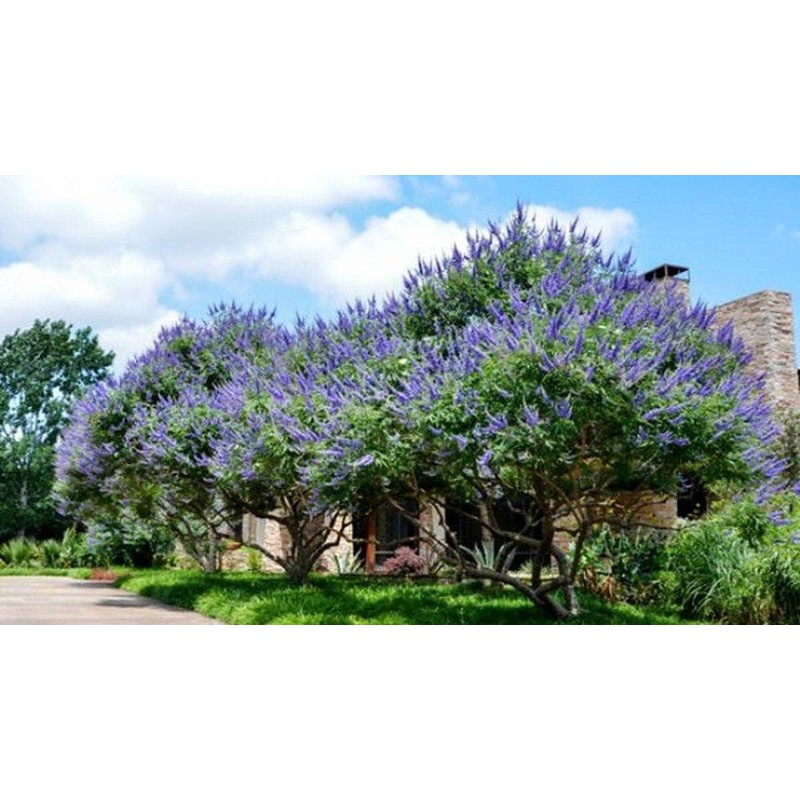 Chaste Tree | 3 Live Seedlings | Texas Lilac Shoal