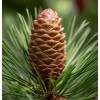 MySeeds.Co Pinus strobus (Wisconsin) (Eastern White Pine) Tree Seeds, Attractive
