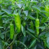 Shishito Pepper 70 Seeds, Japanese Heirloom Peppers, Shishitōgarashi, Non-GMO Japanese